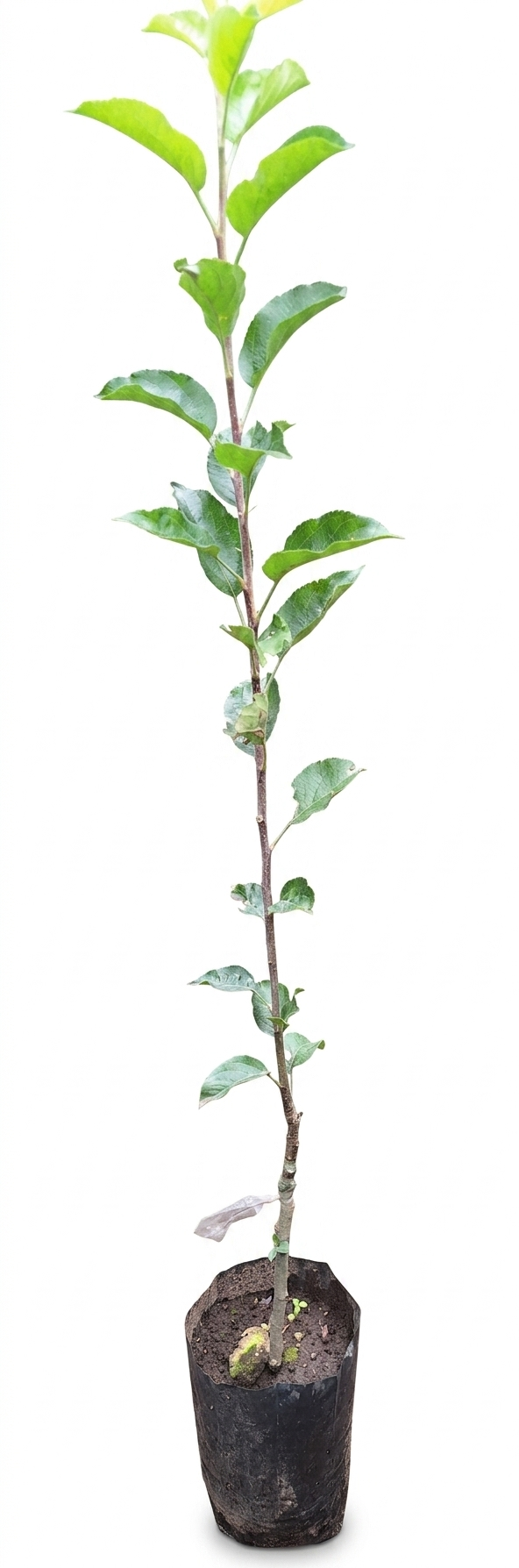Patrones de Manzana EMLA-111 (plantadas en bolsa)