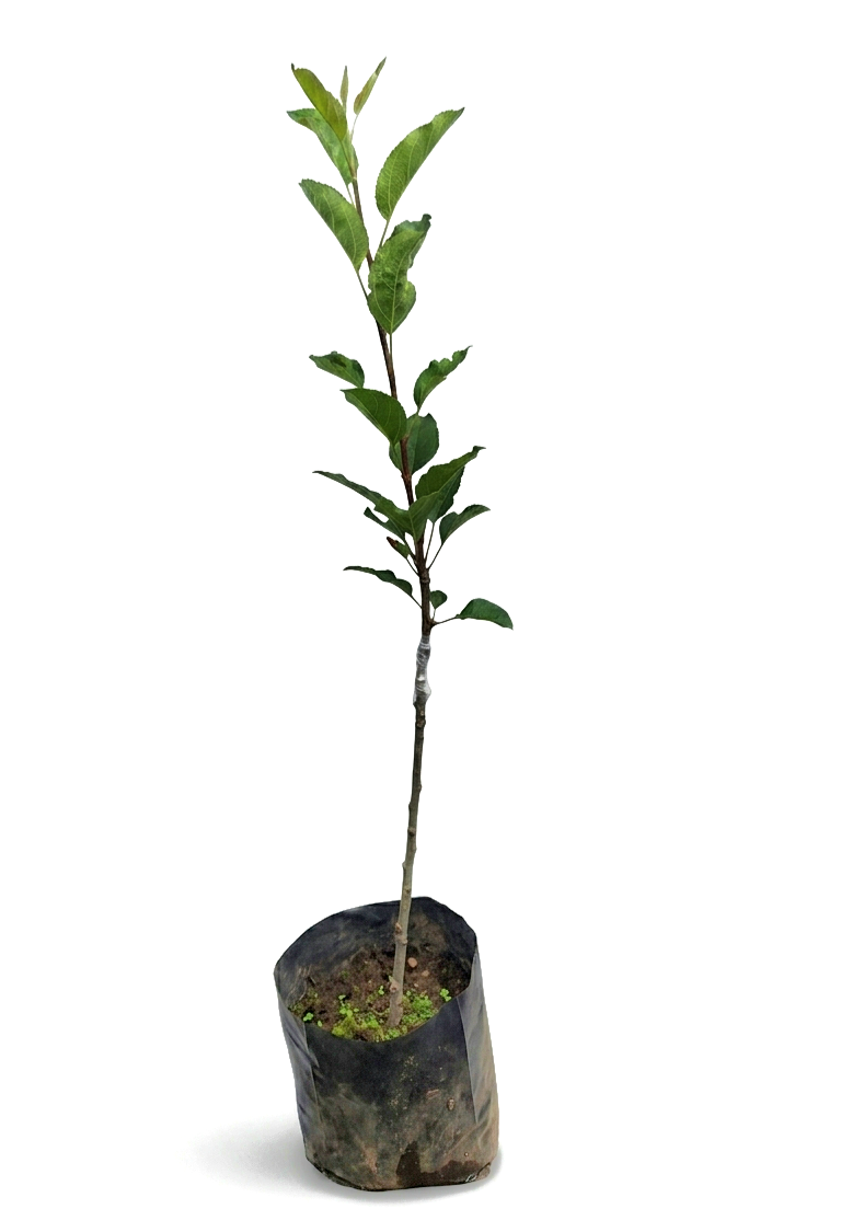 Planta de manzana Top Red Delicious