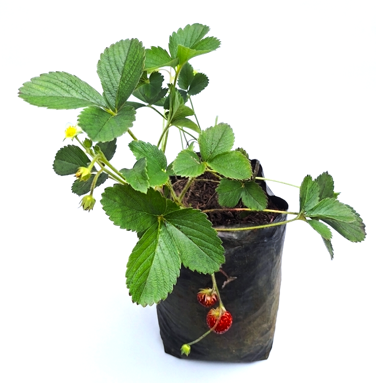 Planta de fresa