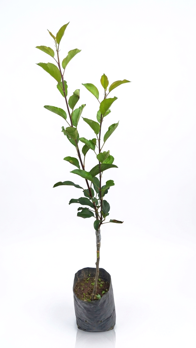 Planta de manzana Royal Gala